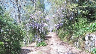 Montecasciano - Rosa - 3