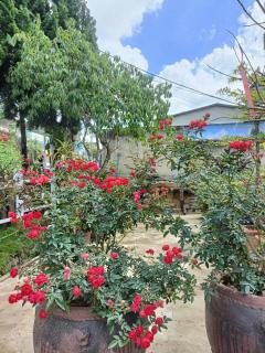 Lalaland Homestay - 4