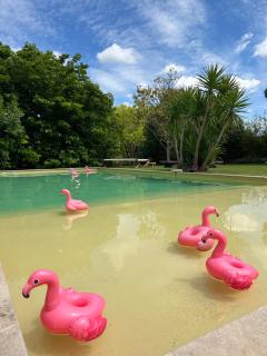 Le Patio, chambres d hôtes pour adultes en Camargue, possibilité de naturisme à la piscine, - Aimargues - 0