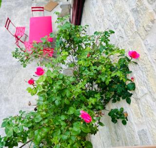 Gîte Sous le Charme - - 2