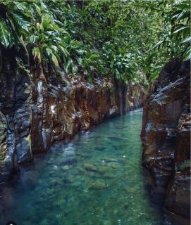 gîte de forêt de Guadeloupe - Petit-Bourg - 1
