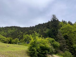 Cozy house in the forest - Borjomi - 2