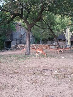 Sorabi Rock Safari Lodge - Mica - 7