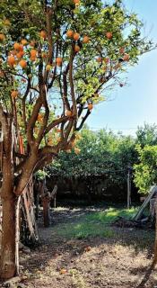 Portico 30 - Modern apartment in old farmhouse - Procida - 4