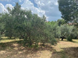 Apartmani JAKI, Biograd na moru - Biograd na Moru - 5