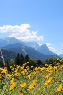 Pfeiffer Alm am Sonnenhang mit Blick auf die Zugspitze - 3