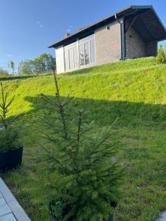 Watra Chalet - Vatra Dornei - 1