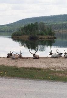 1125 Fjällstugan - 1