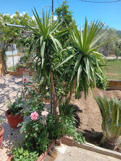 Babis House - Limenaria - 5