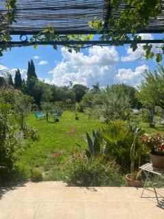 L'oléastre en Luberon 2 - Grambois - 0