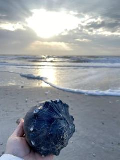 Lil'TipSea on Topsail - Close to the sound and beach! - Topsail Beach - 7