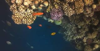 Scandic Resort Apartments - 1