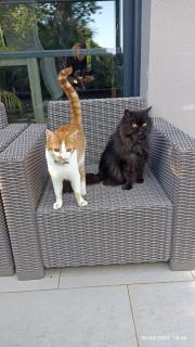 Villa standing piscine privée en écrin de verdure - 7