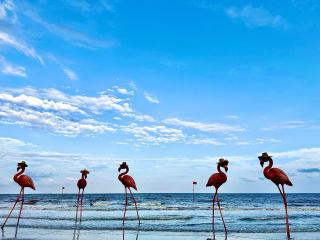 Flamingo Ibiza - 1