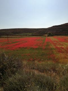 Reposo tranquilo en entorno rural - Cetina - 9
