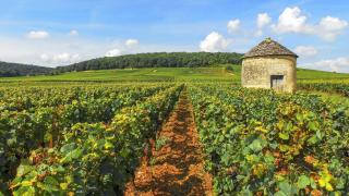 Coeur Chambertin - Gevrey-Chambertin - 1
