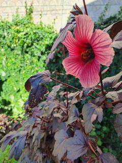 Casa Aconchegante em Balneário Gaivota - 5