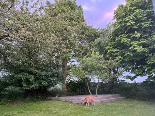 Your Charming Summer Cottage - Borre - 5