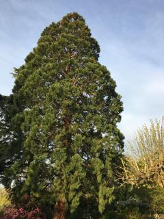 le sequoia - Fondettes - 7