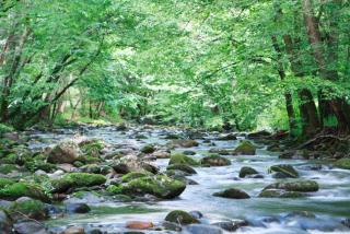 Cork's Creekside By Stony Brook Cabins - 9