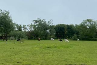 Pen llyn holiday cottages and caravan - Newborough - 8