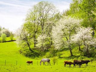 8 person holiday home in ANNEBY-By Traum - 2