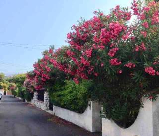 Proche plages Juan les pins petit studio dans villa - Antibes - 9