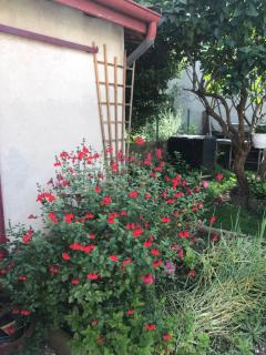 Ibis Rouge - 3