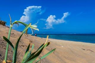 Mama Natura by RentalsPro Services - Agios Mamas - Agios Mamas - 8