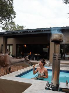 Shongololo Bush Villa, Wildlife, Private Pool, Kruger National Park - 6