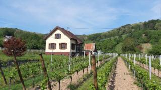 DANDELION Bed & Breakfast - Ribeauvillé - 9