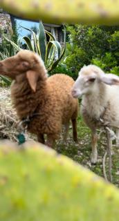 Farm Glamping tent on Acquaviva Bay - 7