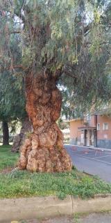 Al Pepe Rosa di Borghetto - Borghetto Santo Spirito - 9
