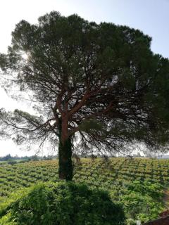 Casa Vacanza Angela - Pisticci - 5
