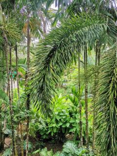 Diuwak - Dominical - 7