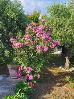 Olive grove - Vodice - 2