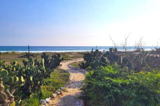 Casa Olivacea - Beachfront Villa - Paso Hondo - 8