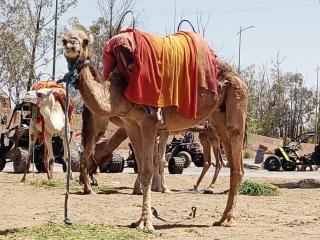 Quad Marrakech - 2