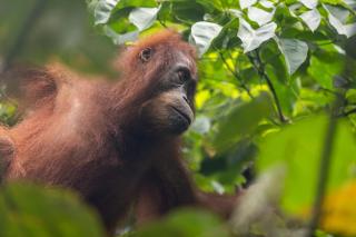 Jungle View Homestay & Guesthouse Only Stay Here Book Treking With Us - 8