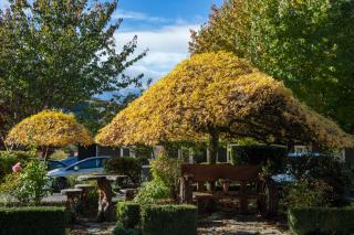 Pinewood Lodge - Queenstown - 3