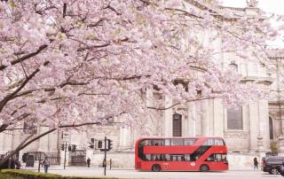 Cosy Flat in Central London - London - 5