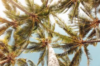 Banyan Harbor Resort - 3