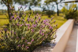 Apartments Olea - Novigrad - 1