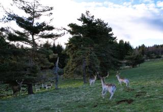 Domaine de la Breillace - - 6