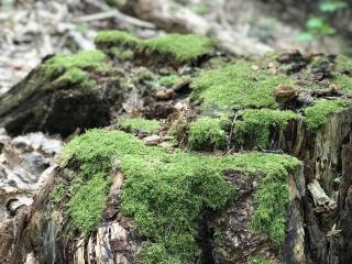 Schwarzwald Glück - Bühl - 4