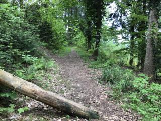 Schwarzwald Glück - Bühl - 3