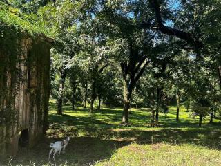 Chalé Da Pecan - - 8