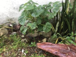 Acogedora suite con bonito jardin - Cozumel - 6