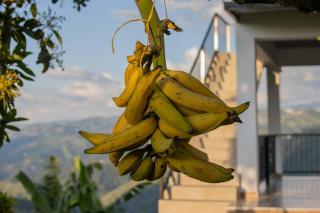 Finca el Mirador - Manizales - 1