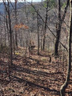 Baca Cabin Near Compton, Ponca, Buffalo River, Trails - Compton - 4